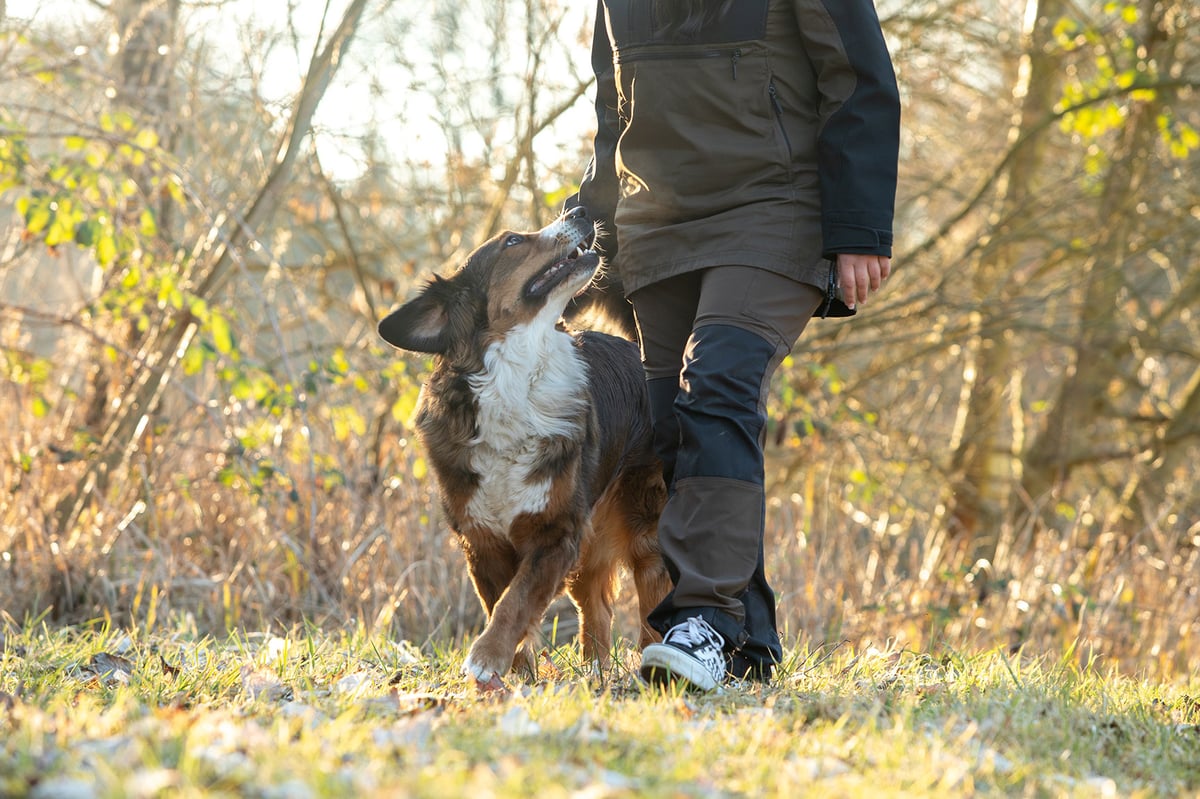 Hund-im-Einklang-4