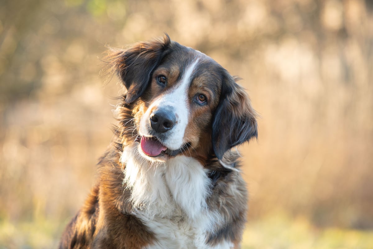 Hund-im-Einklang-5